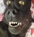 附圖