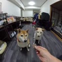 附圖
