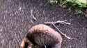 附圖