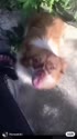 附圖