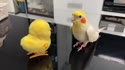 附圖