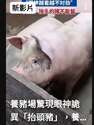 附圖
