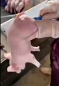 附圖