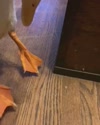 附圖