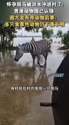 附圖