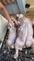 附圖