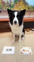 附圖