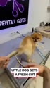附圖