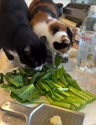 附圖