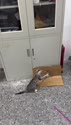 附圖