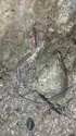 附圖