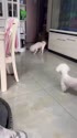 附圖