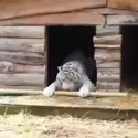 附圖
