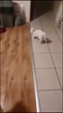 附圖