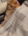 附圖