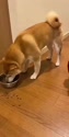 附圖