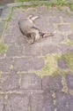 附圖