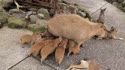 附圖