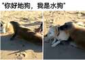 附圖