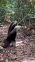 附圖