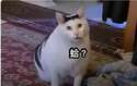 附圖
