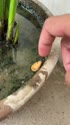 附圖