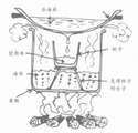 附圖