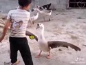 附圖