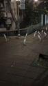 附圖