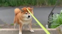 附圖