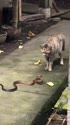 附圖
