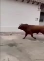 附圖