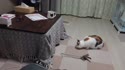 附圖