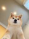 附圖